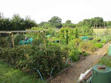 allotments Gullivers Farm