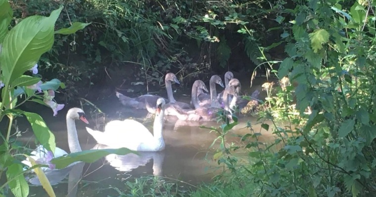 Swans on the Uddens