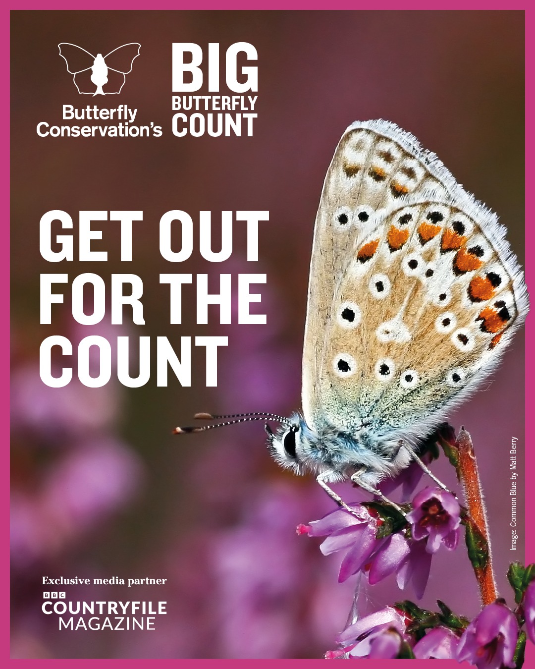 Big Butterfly Count