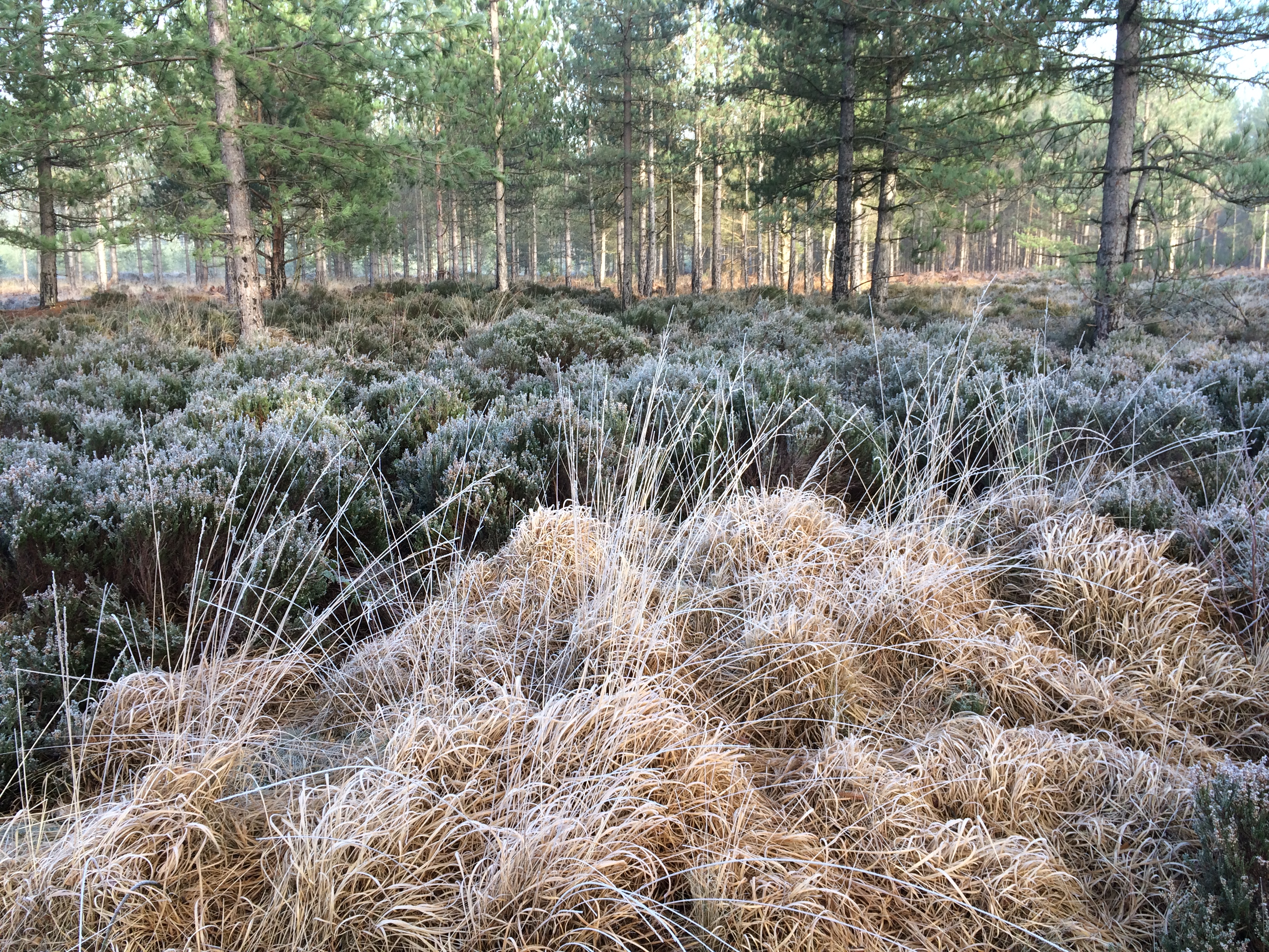 Winter Seasonal Photography Competition Winners