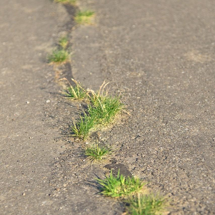 Weeds in West Moors